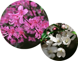 霧島の花々