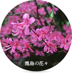 霧島の花々