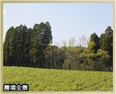 農場全景