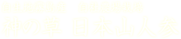 自生地霧島産　自社農場栽培　神の草 日本山人参